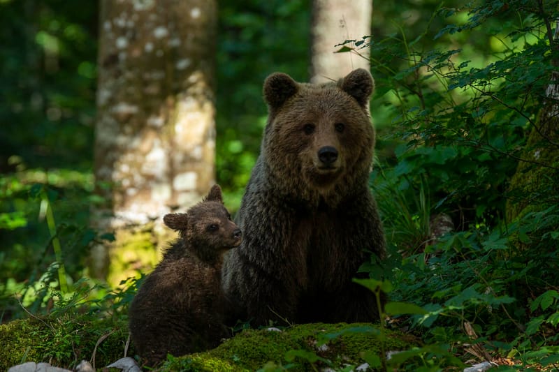 Ours Slovène et autres