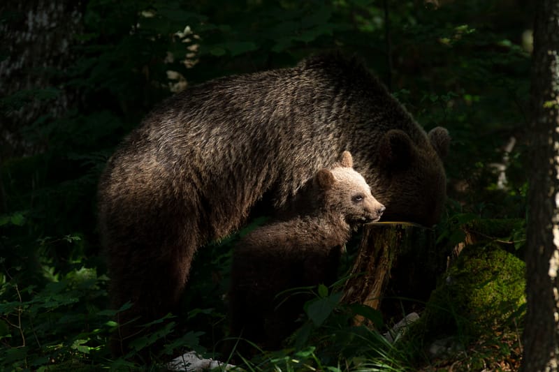 Ours Slovène et autres