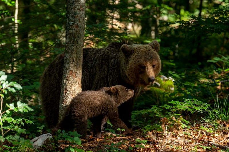 Ours Slovène et autres