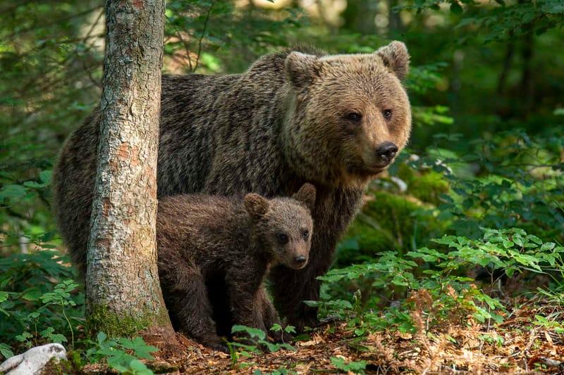 Ours Slovène et autres