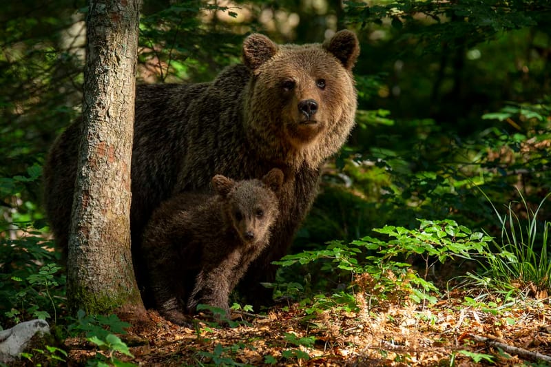 Ours Slovène et autres