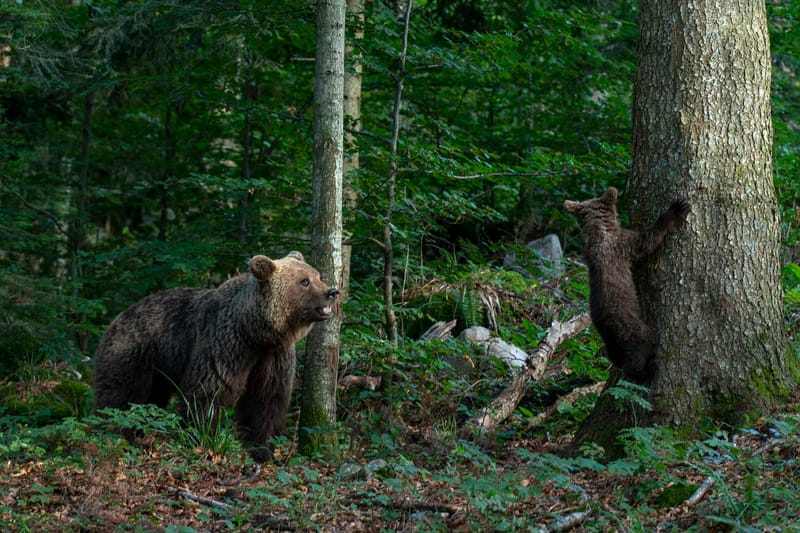 Ours Slovène et autres