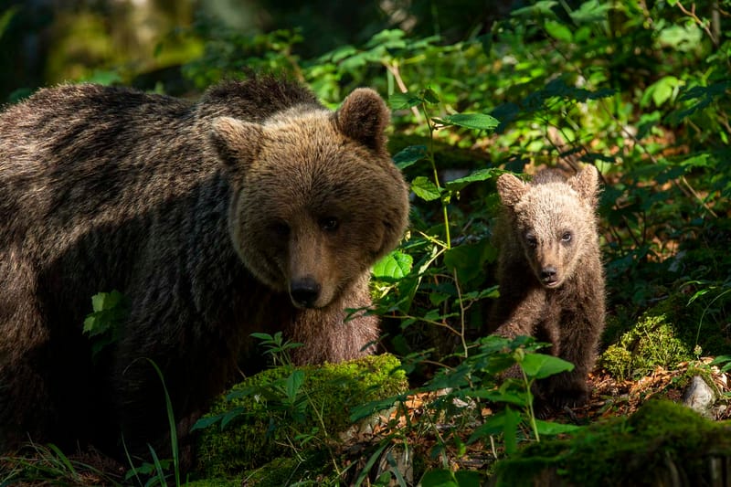Ours Slovène et autres