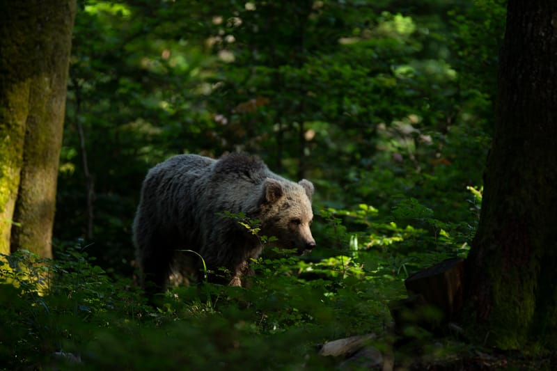 Ours Slovène et autres