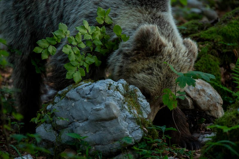 Ours Slovène et autres