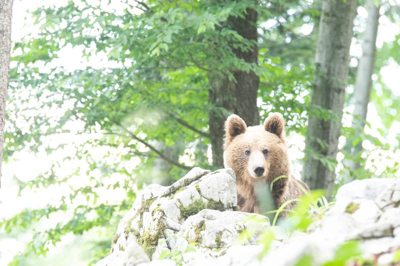 Ours Slovène et autres