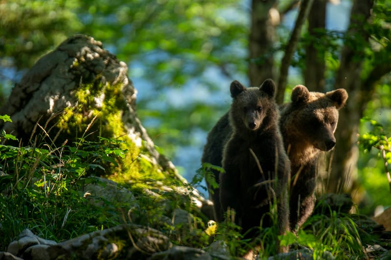 Ours Slovène et autres