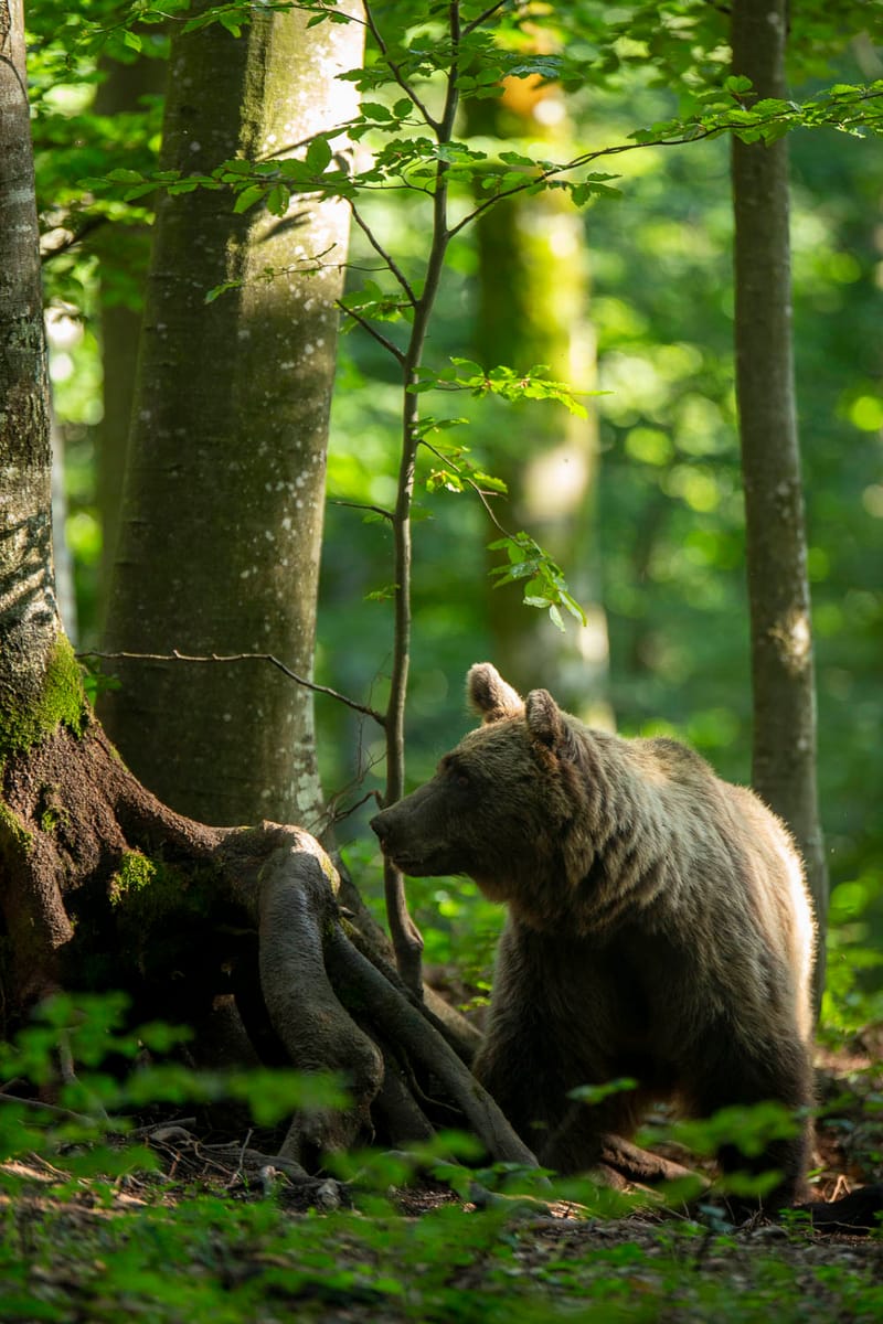 Ours Slovène et autres