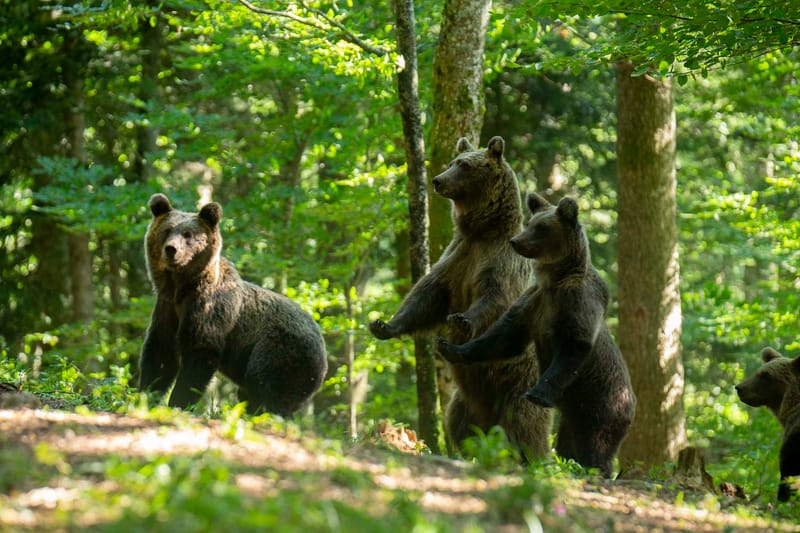 Ours Slovène et autres