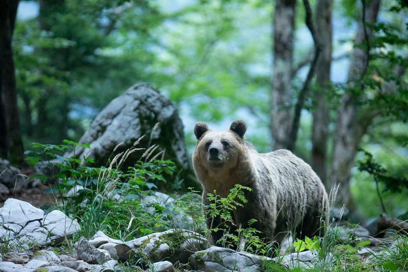 Ours Slovène et autres