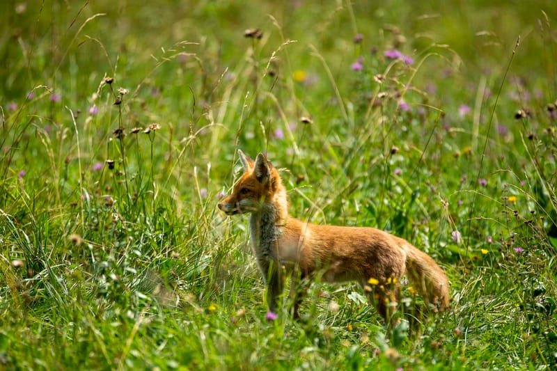 Ours Slovène et autres
