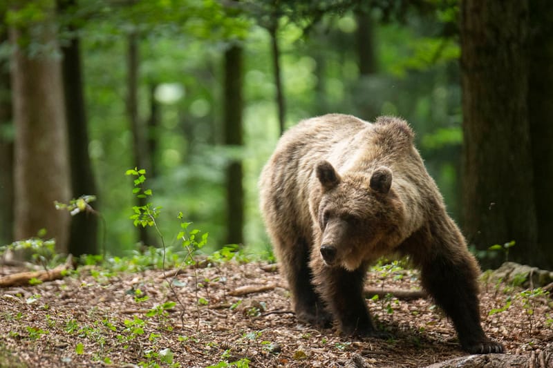 Ours Slovène et autres