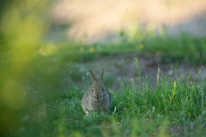 Lapins de garenne