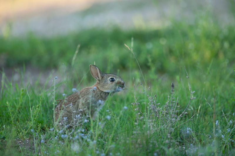 Lapins de garenne