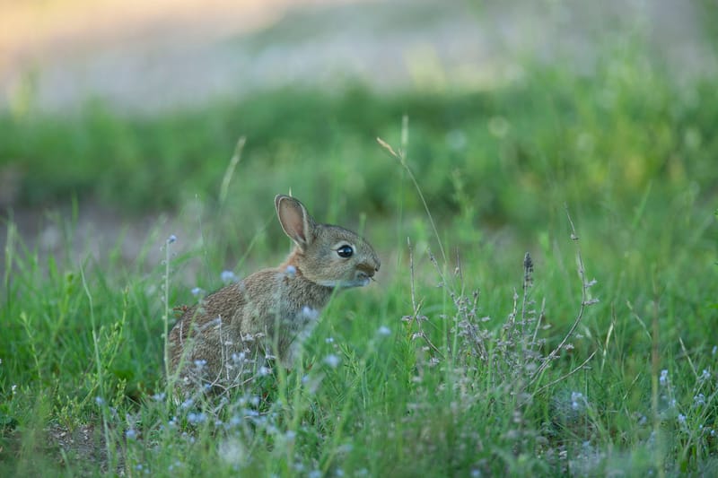 Lapins de garenne