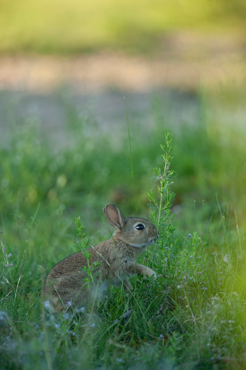 Lapins de garenne