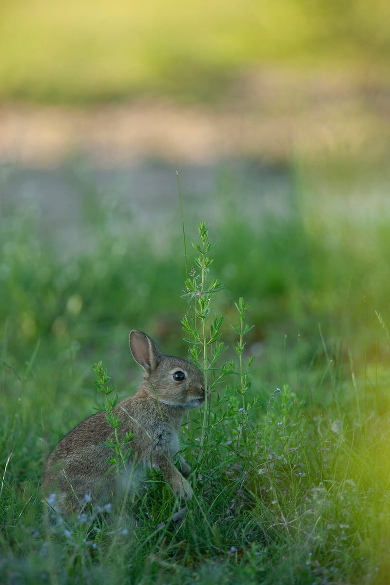 Lapins de garenne