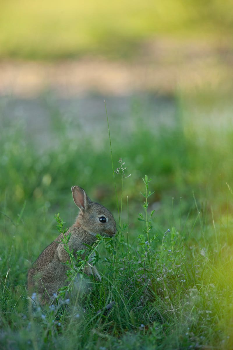 Lapins de garenne