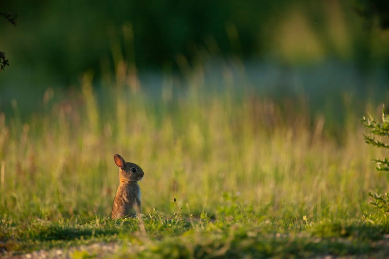 Lapins de garenne