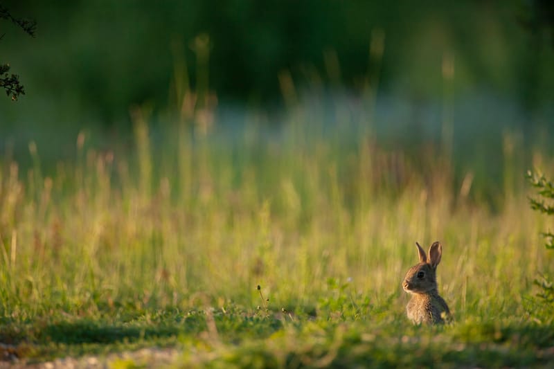 Lapins de garenne