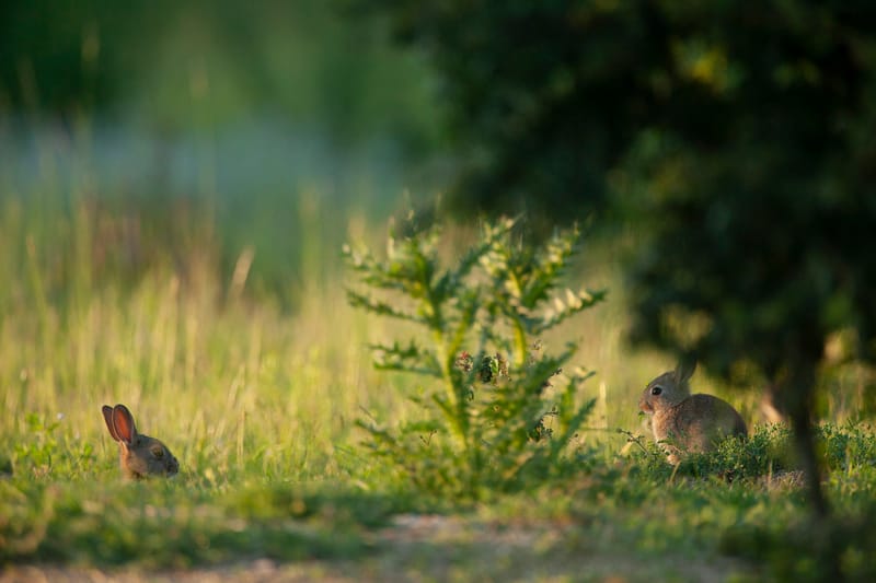 Lapins de garenne