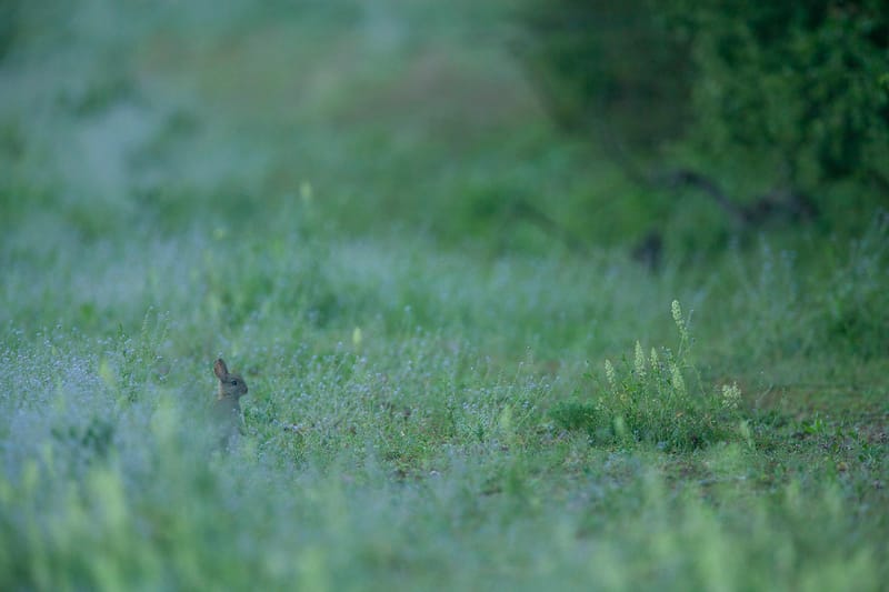 Lapins de garenne