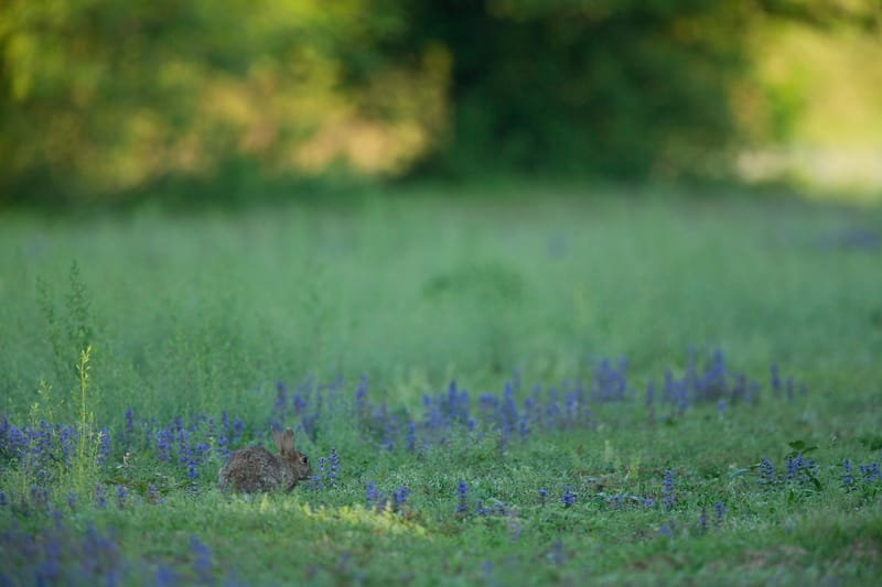 Lapins de garenne