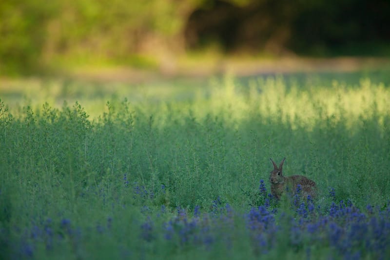 Lapins de garenne