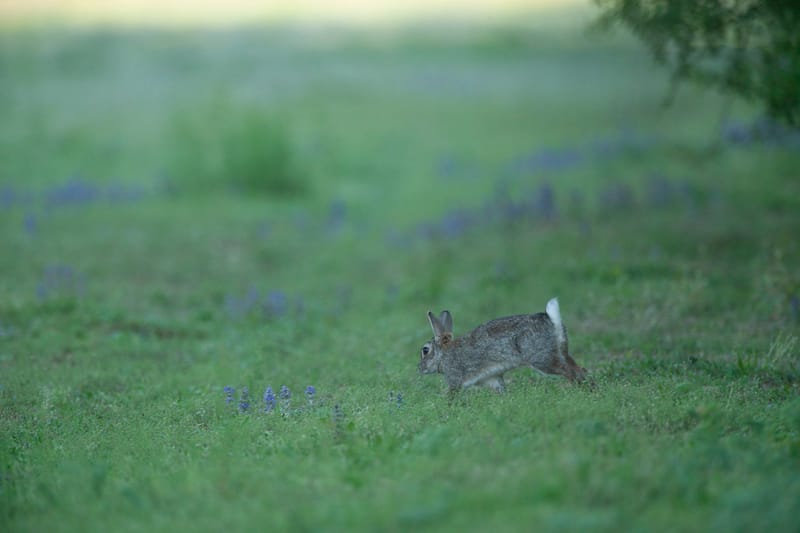Lapins de garenne