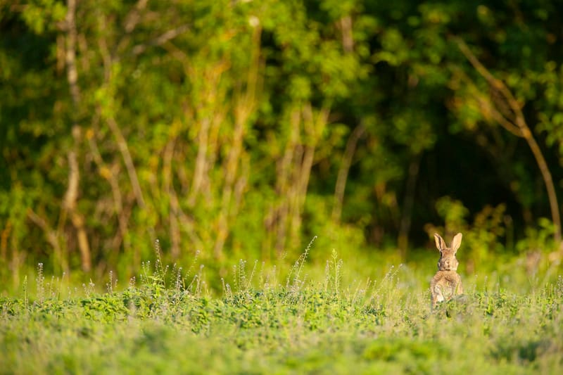 Lapins de garenne