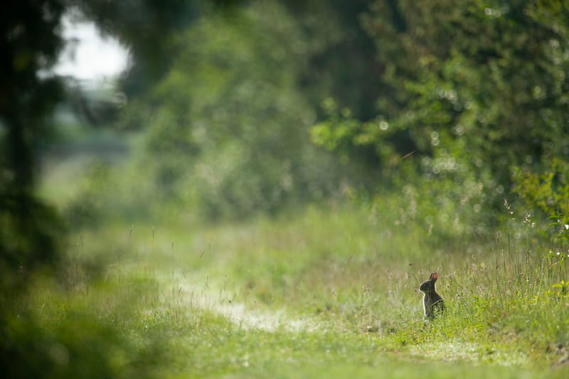 Lapins de garenne