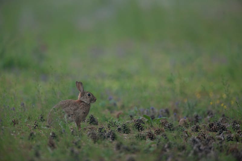 Lapins de garenne