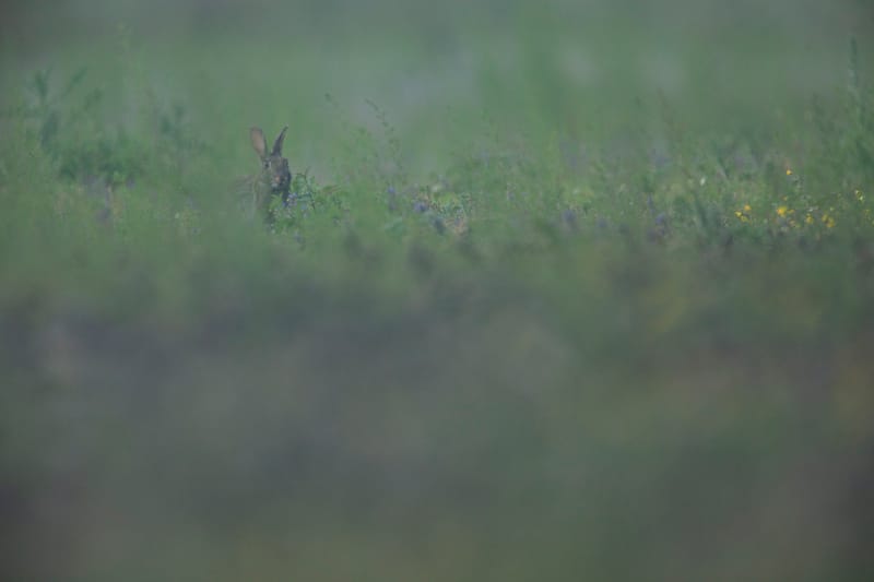 Lapins de garenne