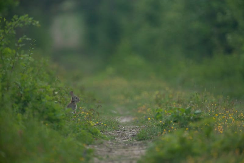 Lapins de garenne