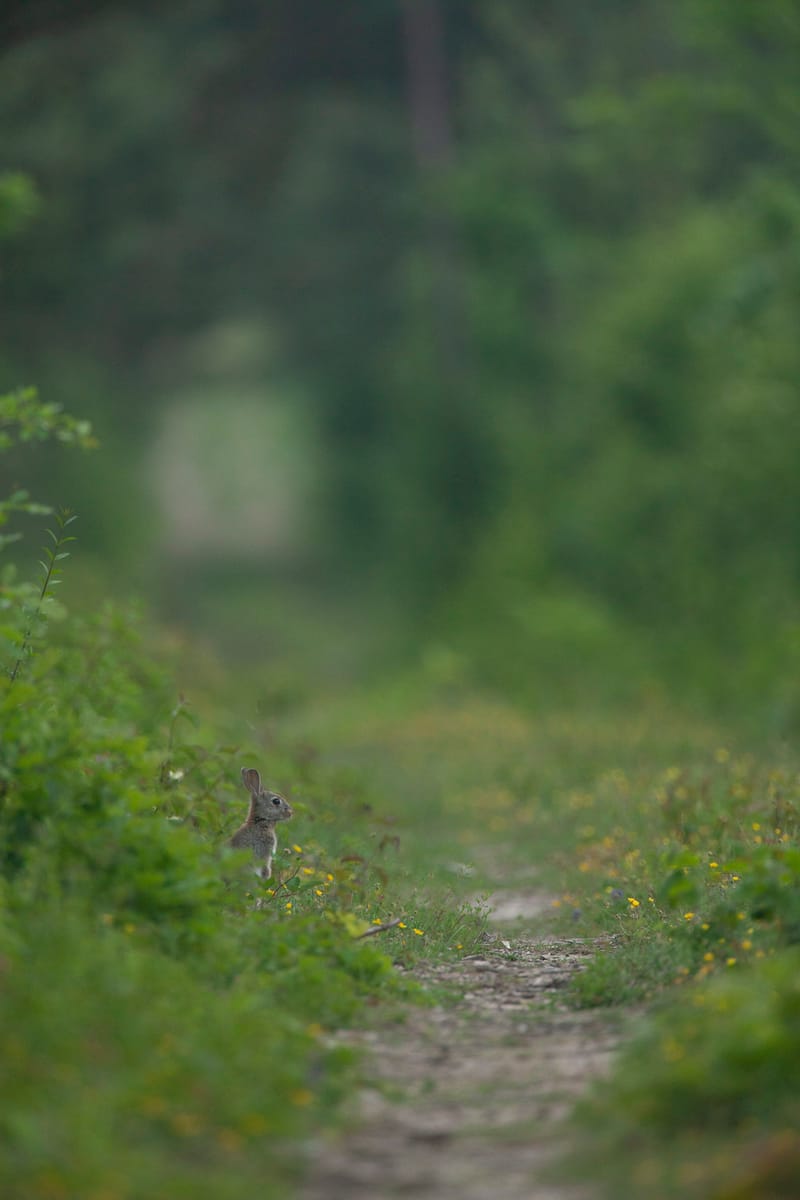 Lapins de garenne