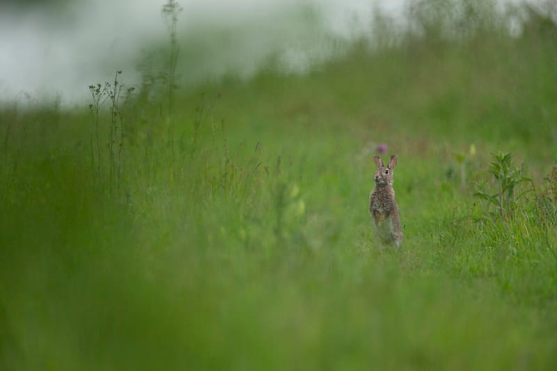 Lapins de garenne
