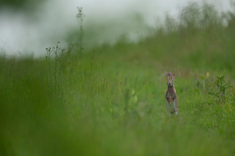 Lapins de garenne