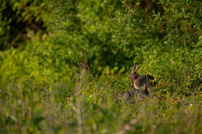 Lapins de garenne