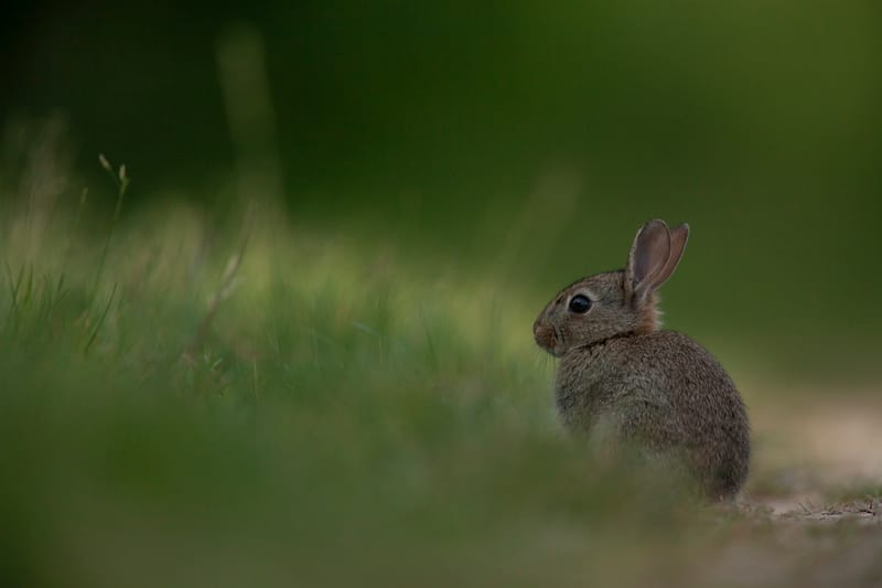 Lapins de garenne