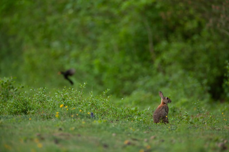 Lapins de garenne