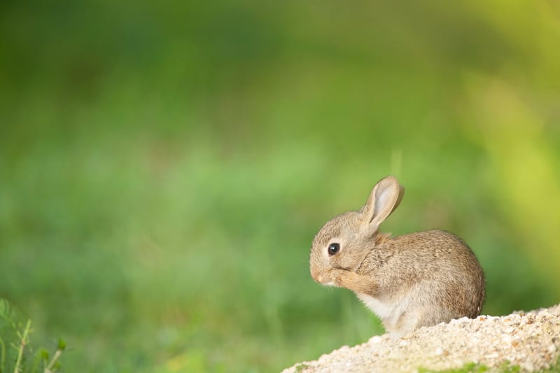 Lapins de garenne
