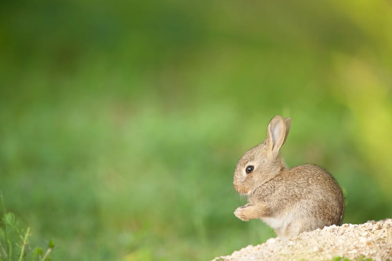 Lapins de garenne