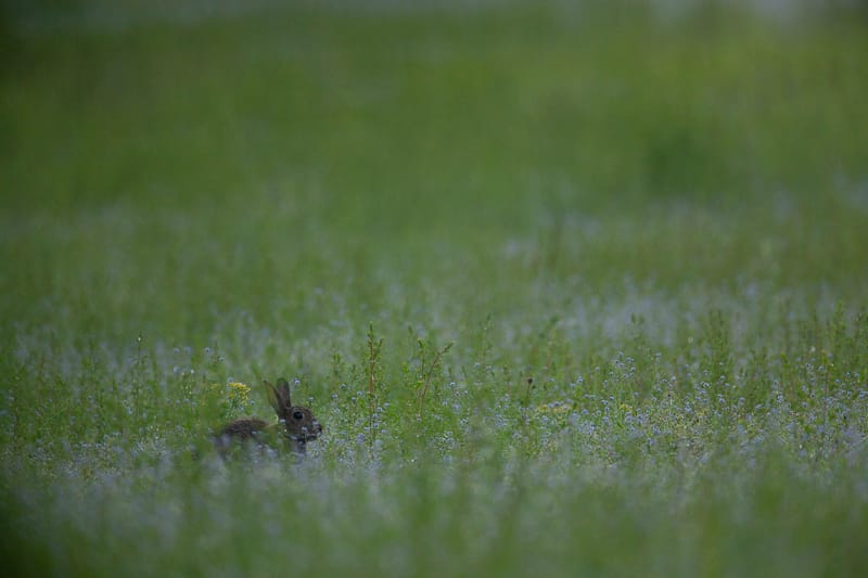 Lapins de garenne