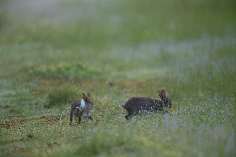 Lapins de garenne