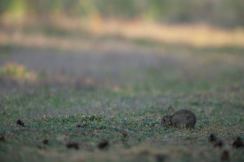 Lapins de garenne