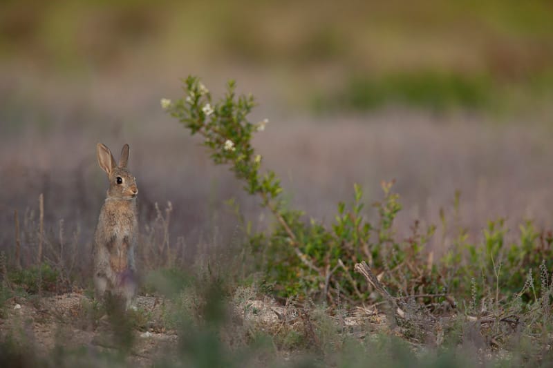 Lapins de garenne