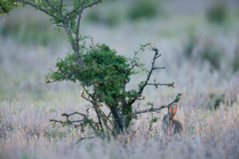 Lapins de garenne