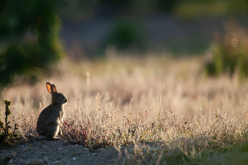 Lapins de garenne