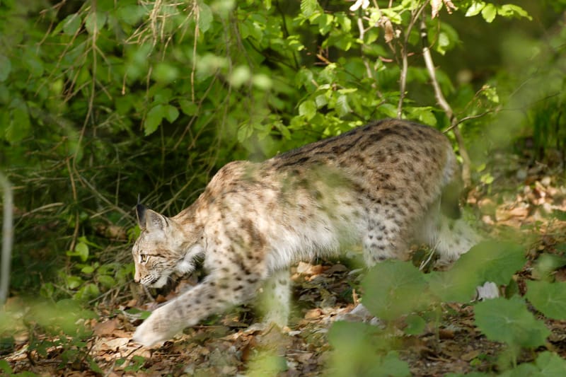 Lynx