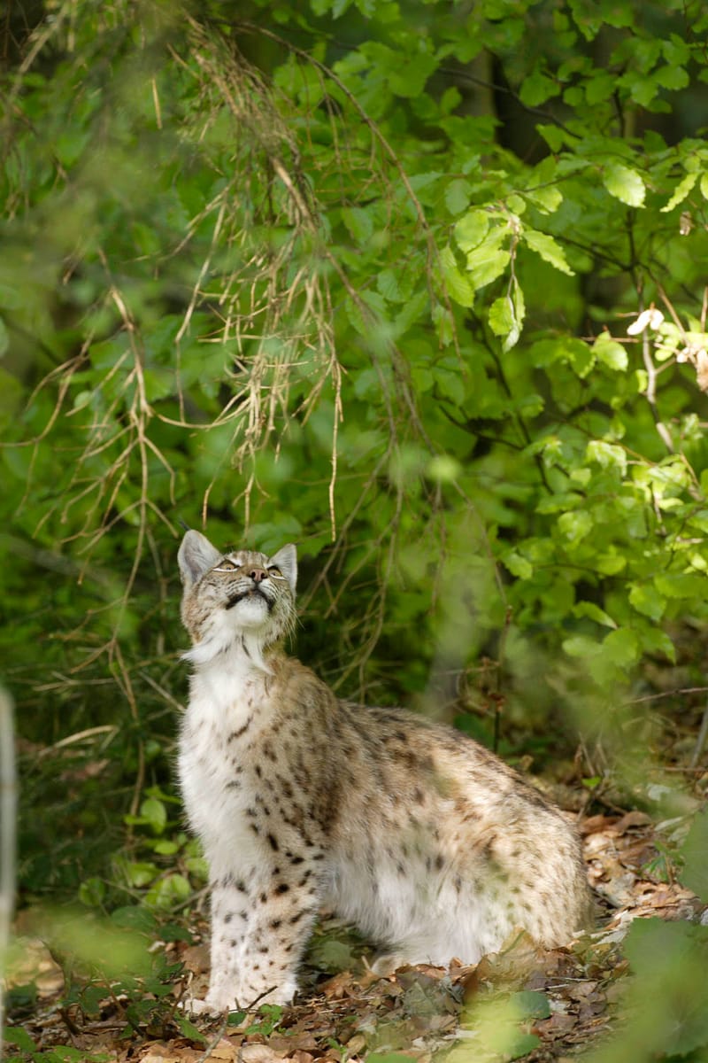 Lynx